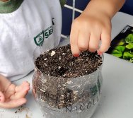 DIA DE PLANTAR RABANETES COM O CMEI REGIONAL SILVESTRE - PEQUENOS HORTICULTORES NO PROJETO COLORIR SUSTENTÁVEL